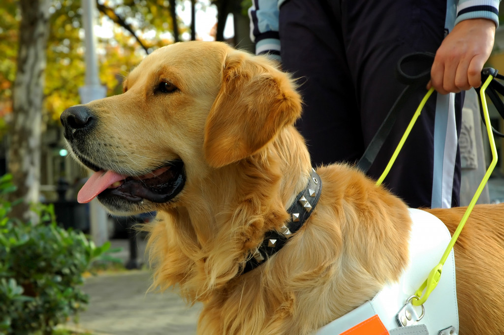 when-encountering-a-service-dog-community-govloop