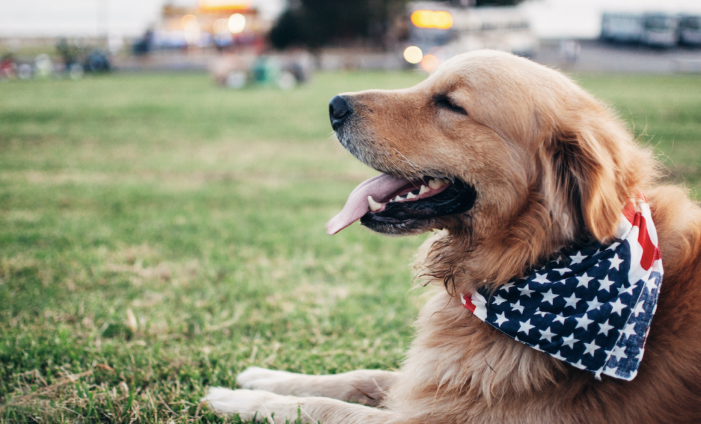 Guide dogs and leadership